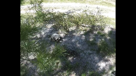 FASTEST Tortoise in the World! 🐢 Dives into a Hole!