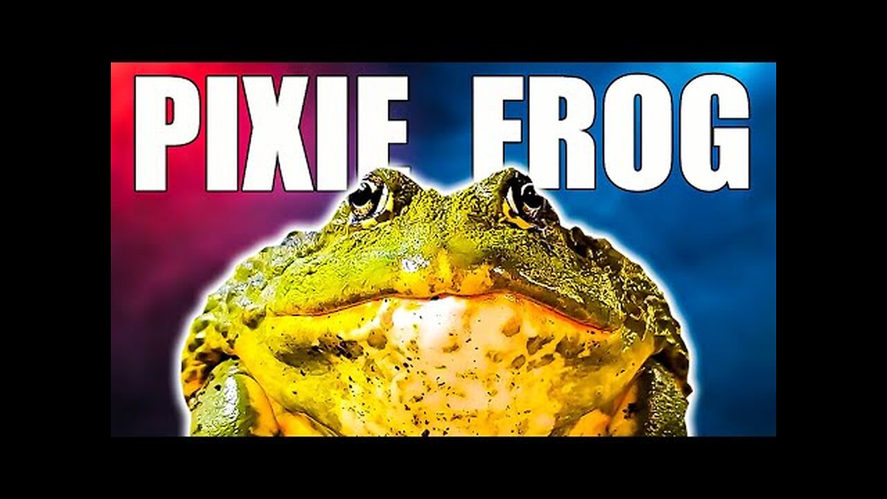 The Rise of My PIXIE Frog