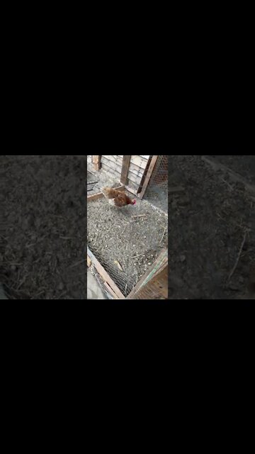 #tomatoes and #chicken