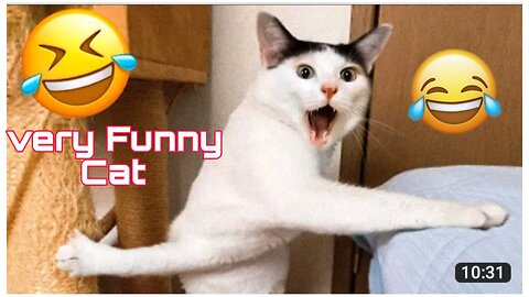 Funny Animal cat Videos 2023 cat funny video