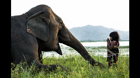 my elephant:The child feeds her boyfriend the huge elephant.