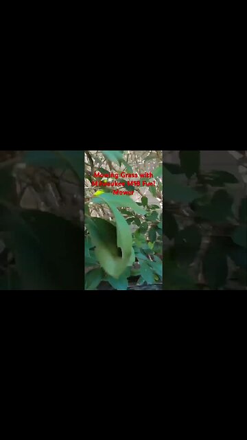 #viral #shortvideo #shorts #milwaukee #lawnmower #grass #mowing #lawncare #home #lawn #diy #free