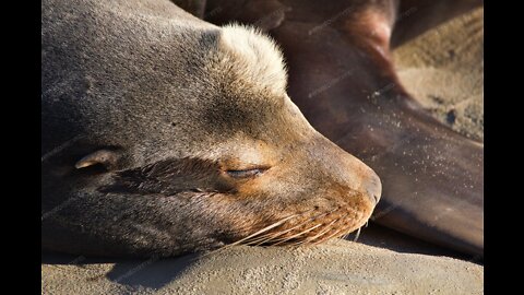 Sea lion scratching and moving in the sand