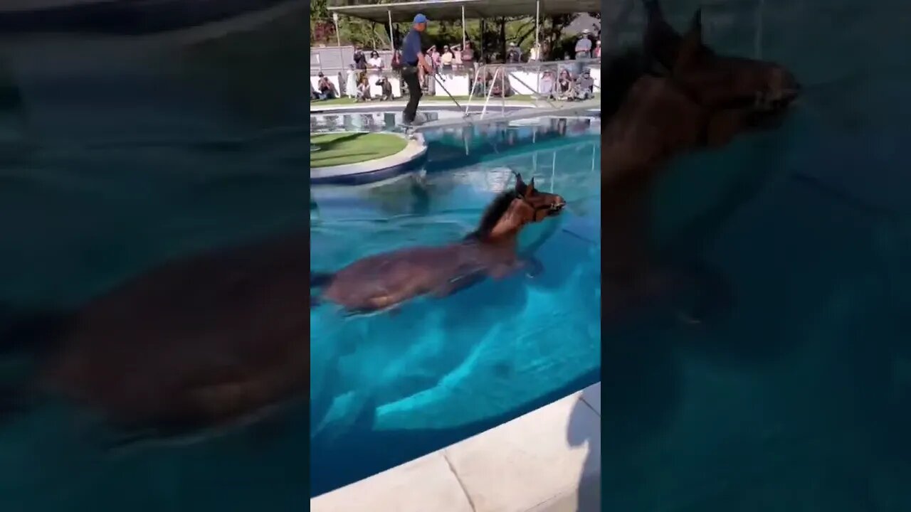 cavalo fazendo aula se natação 😮😮