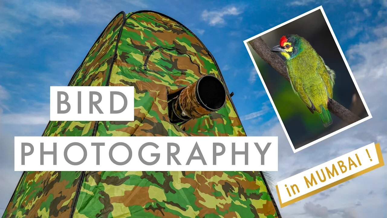 Bird Photography IN MUMBAI - In search of the COPPERSMITH BARBET