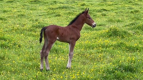 Loving that name! What a wee poppet...very exciting.