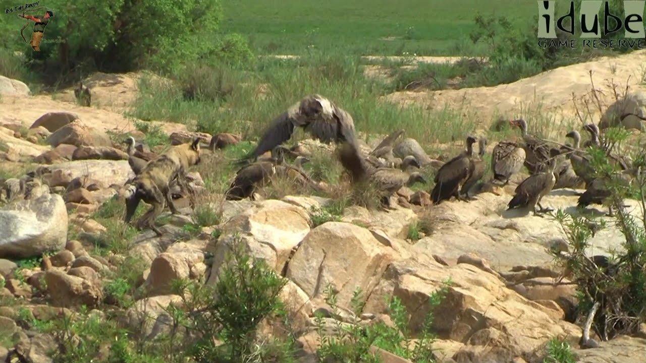 African Wild Dogs Chase Vultures