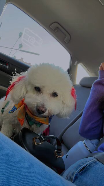 Who let thr dogs out? #doggie #dog #dogs #hehe