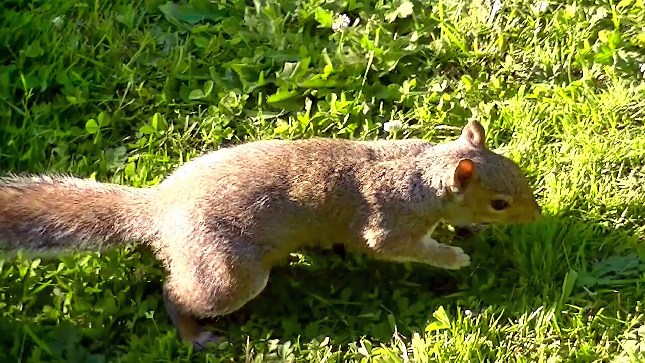 IECV NV #700 - 👀 Grey Squirrel Eating Some Bread Out The Kitchen Window 🐿️7-23-2018