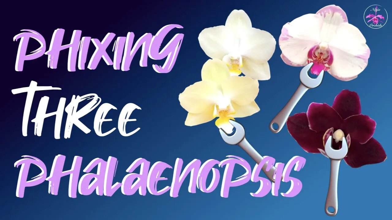 Struggling phalaenopsis complex hybrids | CLEANING | SECURING into pots #Phalaenopsis #SelfWatering