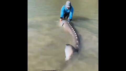 POR FAVOR INSCREVA ME AJUDA - PLEASE SUBSCRIBE HELP ME