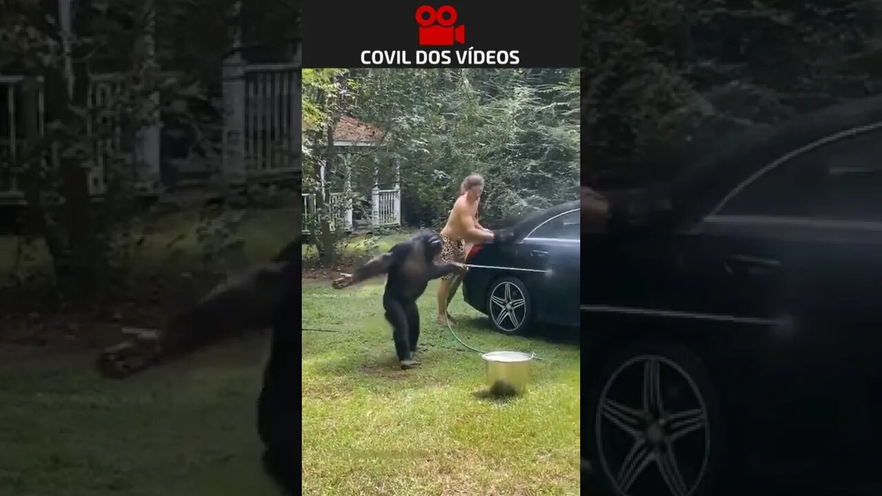 macaco lavando o carro