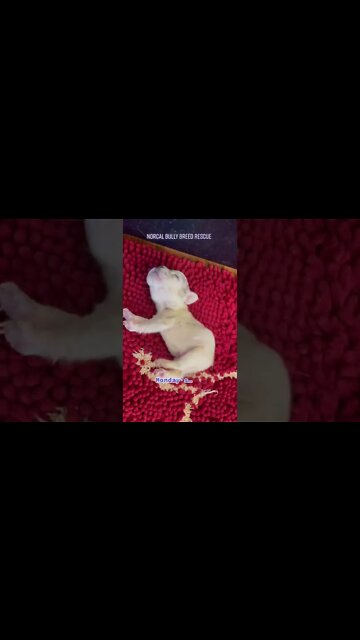 The cutest stretch I’ve ever seen 😁🥰