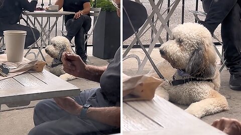 Pup Has The Longest Eyelashes You'll Ever See
