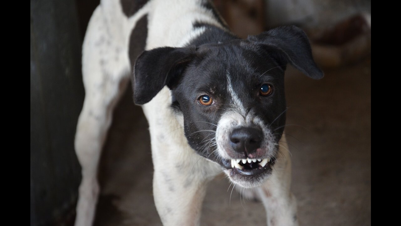 How To Make Dog Become Fully Aggressive With Few Simple Tips