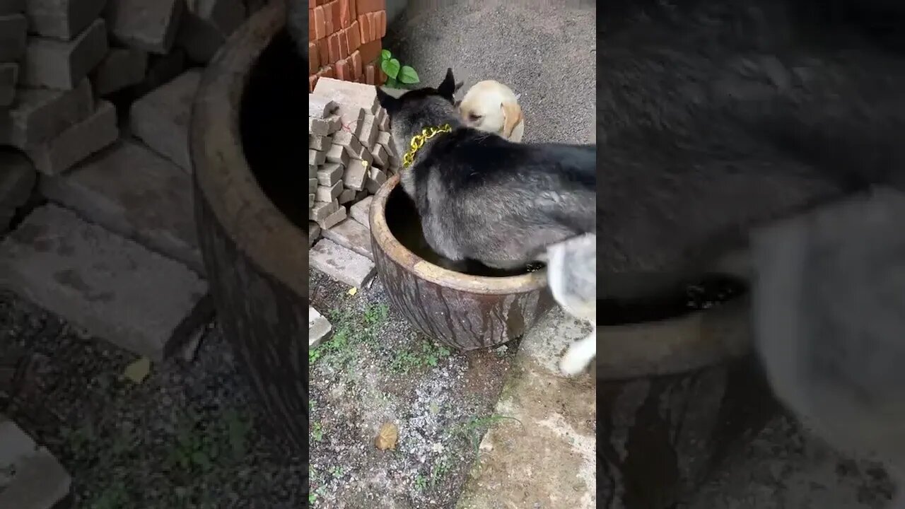 How can I drink it well and soak it in it! "Cute Husky" #shorts #petscare #viral