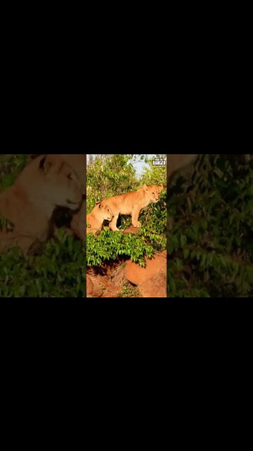 Lion Cubs Play | Saturday #shorts