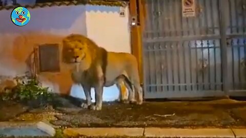 Imagine seeing this in your backyard 😳