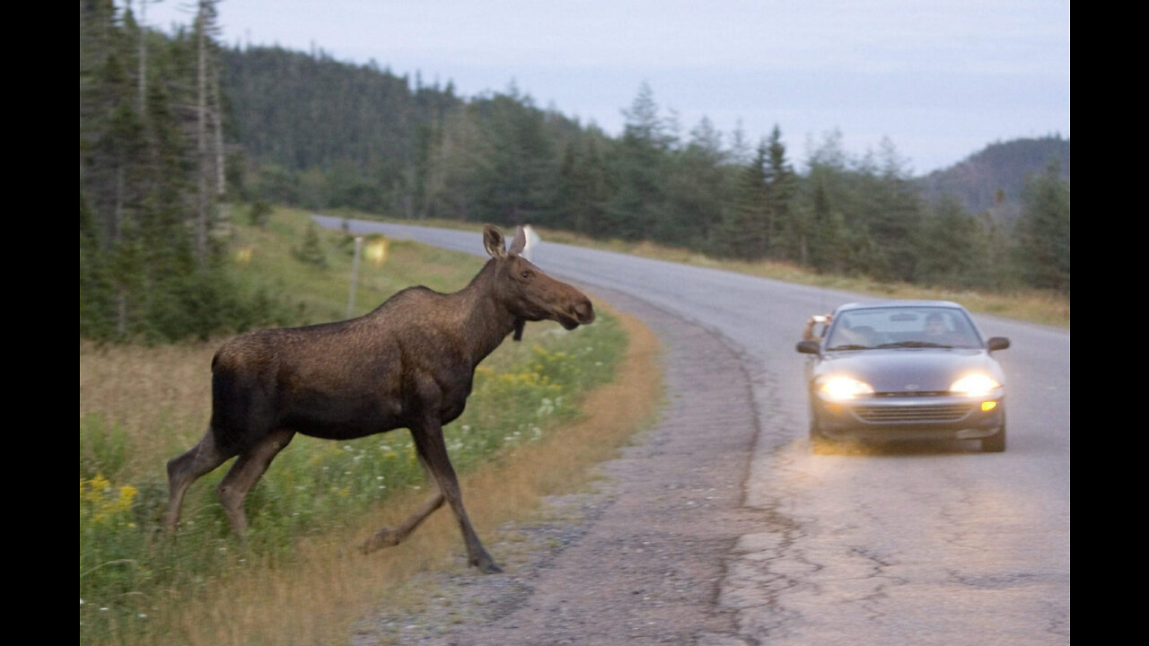 Shock!!! Moose Jumps Over Car!Śāk!!! Mūs kārina mēle jigida!