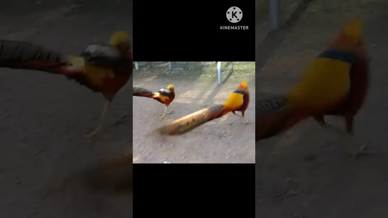 Beautiful birds #shorts #birds #viral