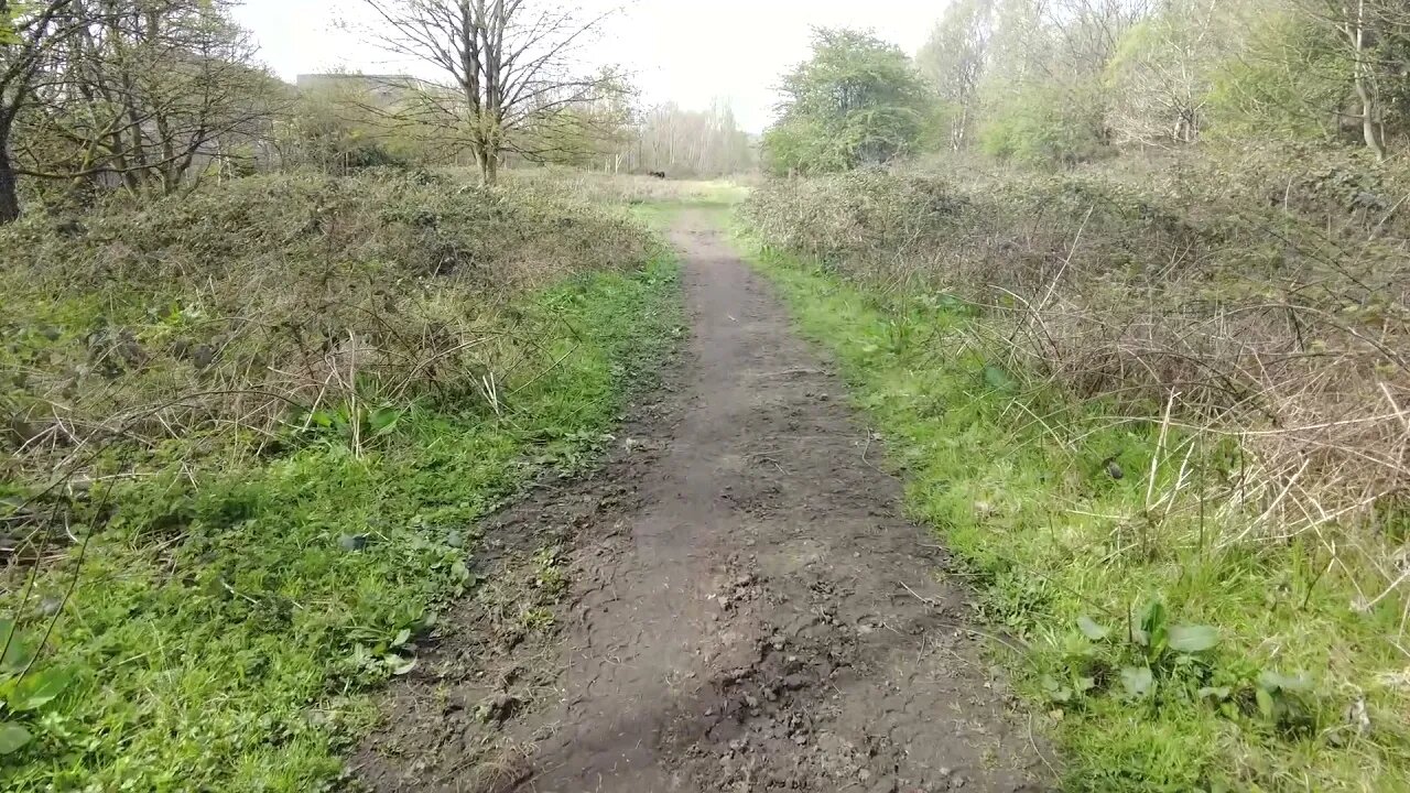 See whats in the woods today