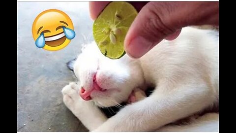 Funny Animals Make You laugh...🤣🤣😂😂