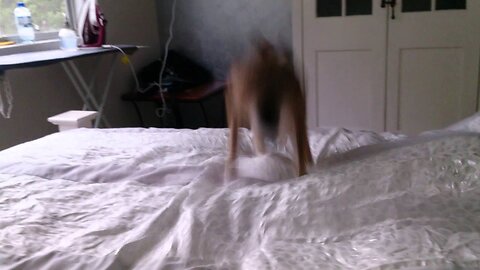 Pet Hares Morning Exercise.