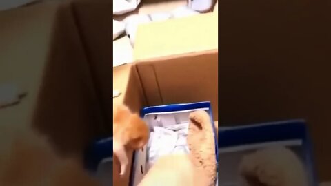 Angry mom helps kitty funny video #shorts #cat #funnycats #kitten