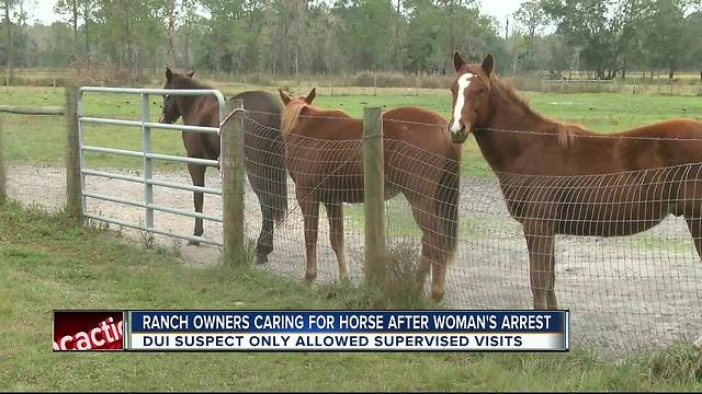 Polk City ranch taking care of 'Bo Dukes' the horse involved in DUI