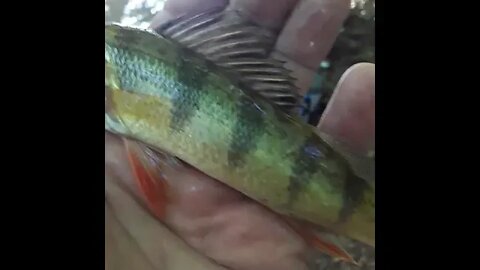 Got me a Perch