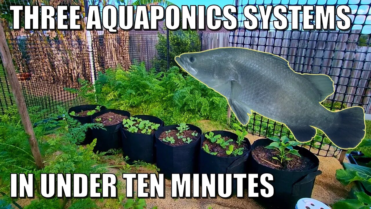 THREE Aquaponics Systems | A Sneak Peek....