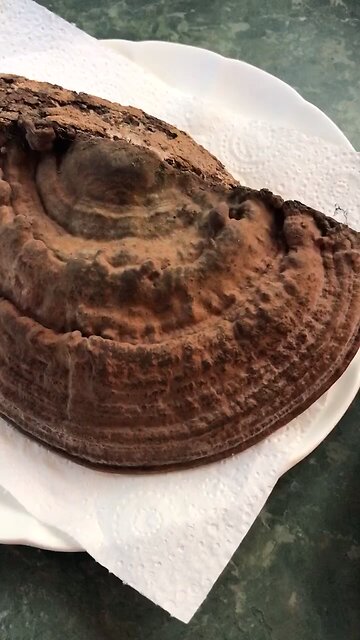 Artist’s Conk tea (Ganoderma sp.) #forage #survival #fungi