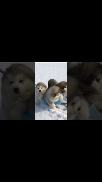 Videos engraçados de cachorro e gato #animais #gatos #cachorros #animaisshow #funny #shorts