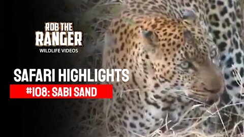 Safari Highlights #108: 02 - 05 August 2011 | Sabi Sand Nature Reserve | Latest Wildlife Sightings