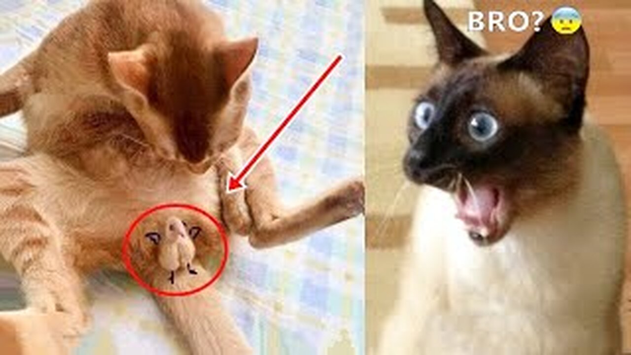 Best Funny Animal Videos Of The 2023 🤣 - Funniest Cats And Dogs Videos