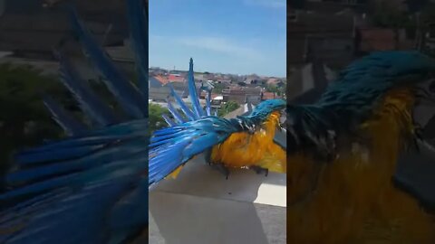 BURUNG MACAU JINAK,#short