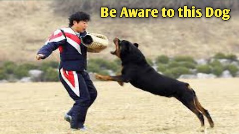 Angry Rottweiler Dog Status | #Shorts