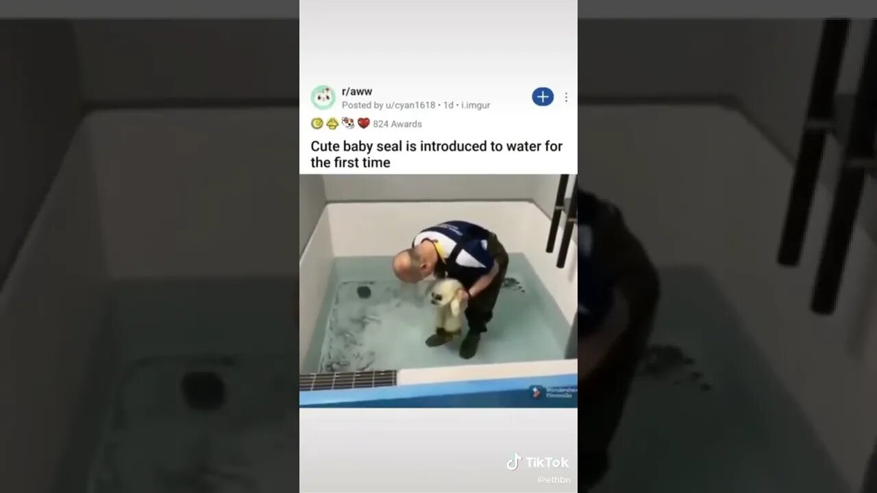 Seal Touches Water For First Time tiktok ethbn