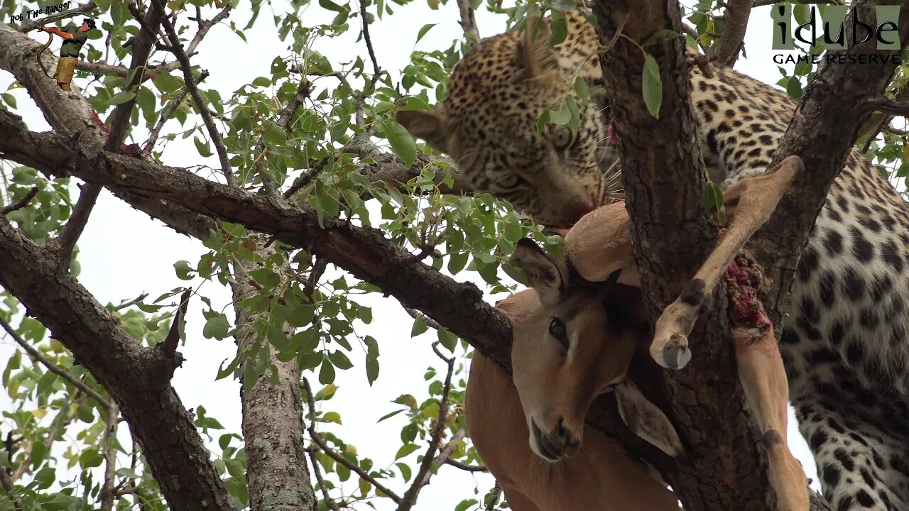 Scotia Female Leopard With An Impala Up A Tree