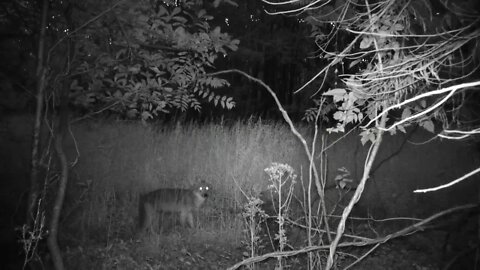 Coyote hanging around
