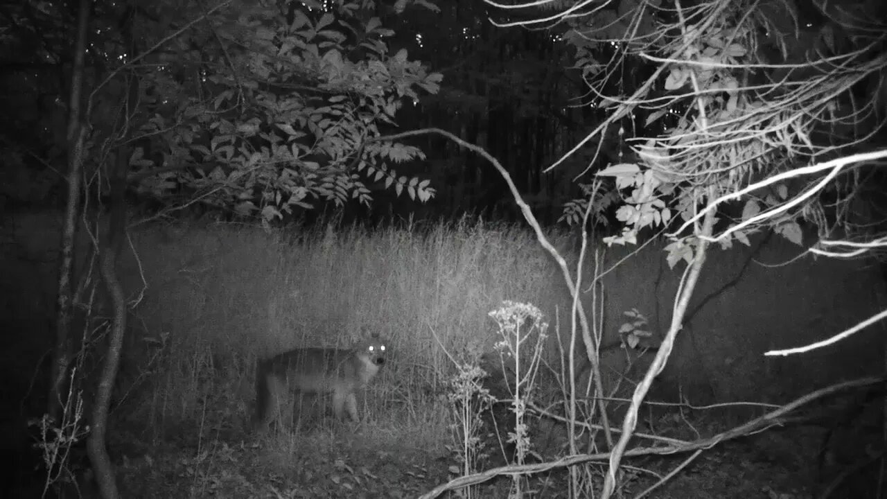 Coyote hanging around