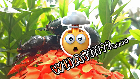 The horn beetle or Bangbung