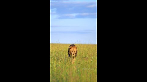 Lions of Masai Mara