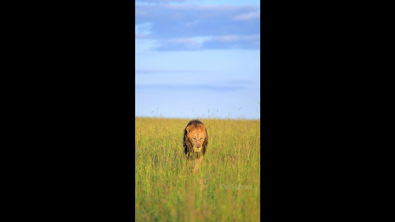 Lions of Masai Mara