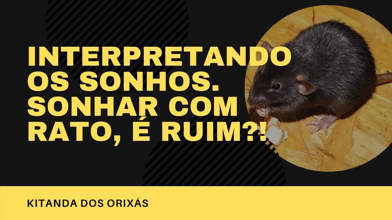 SONHAR COM RATO É ROUBO!? TRAIÇÃO!? #Sonhos #SonharComRato