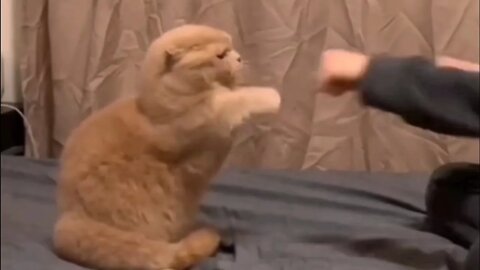 🐱Cutest Cats🐱Videos Compilation#078