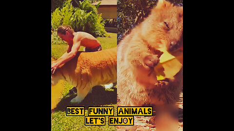 #funny animal acting