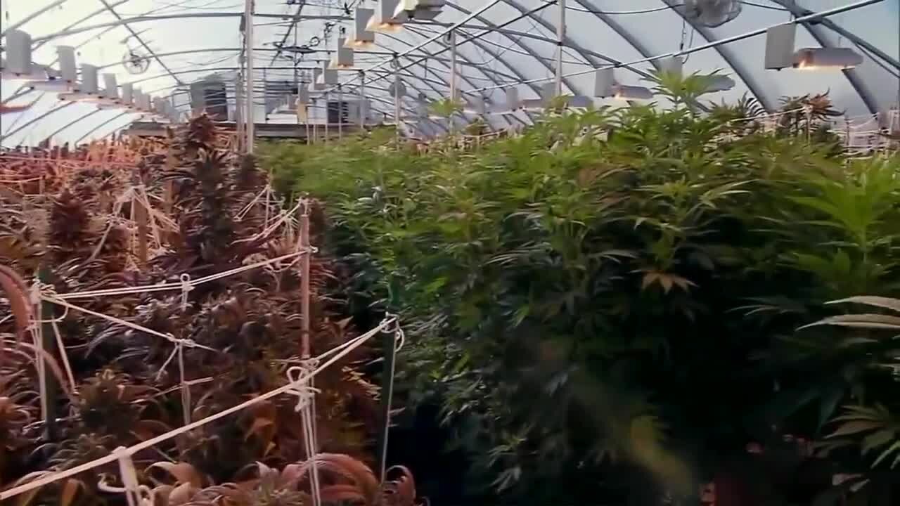 'Cannabis campus,' to begin development in South Buffalo