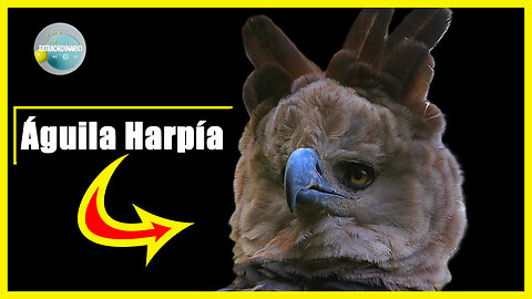 ÁGUILA ARPIA - UNA DE LAS AVES MÁS GRANDES Y PODEROSAS DEL MUNDO
