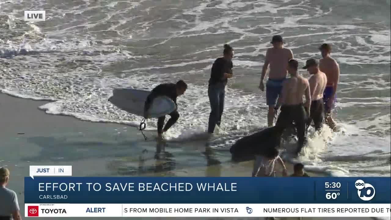Effort underway to save Carlsbad beached sperm whale